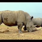 2 White Rhinoceros (Ceratotherium simum)