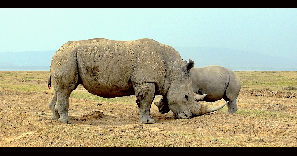 2 White Rhinoceros (Ceratotherium simum)