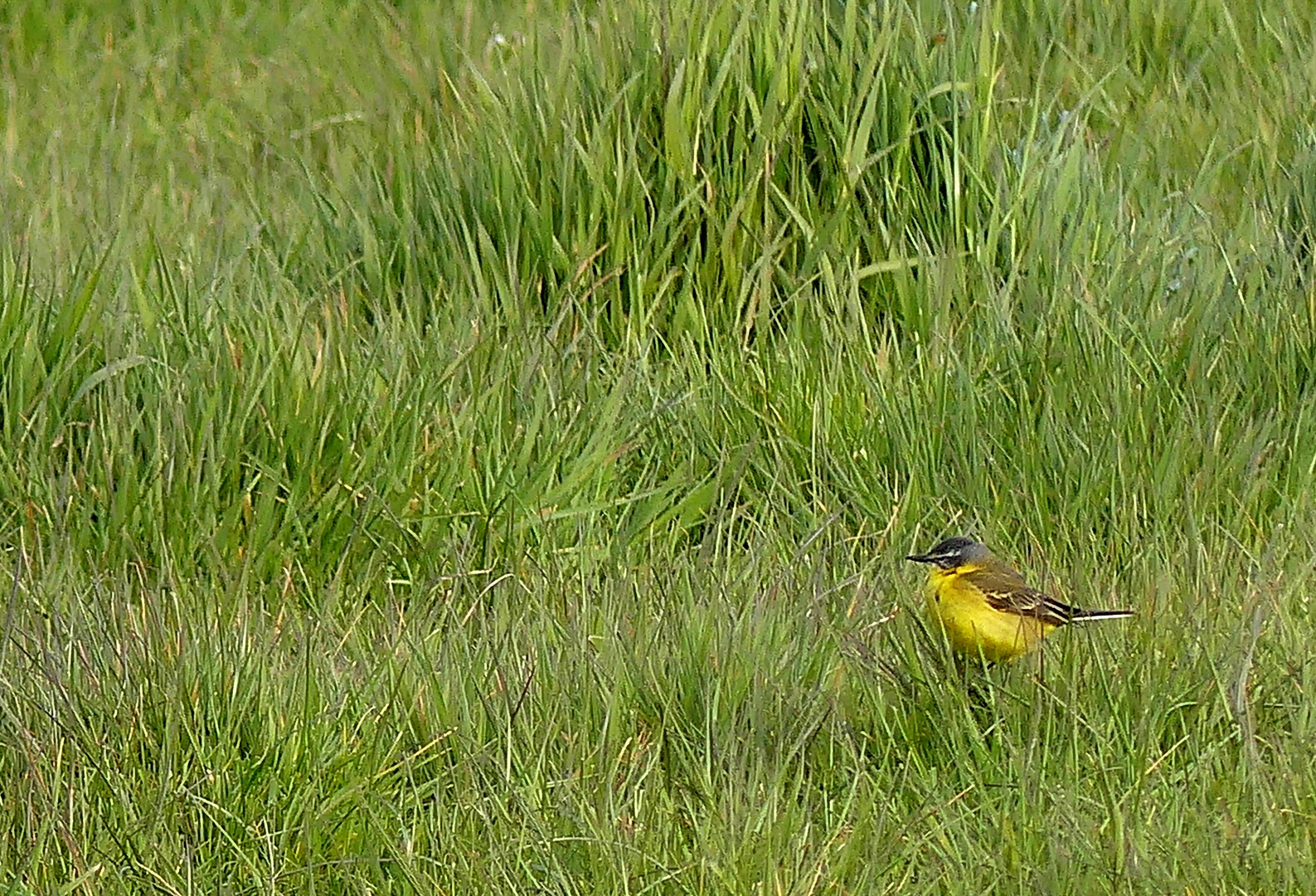 (2) Wiesenschafstelze (Motacilla flava flava) 