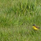 (2) Wiesenschafstelze (Motacilla flava flava) 