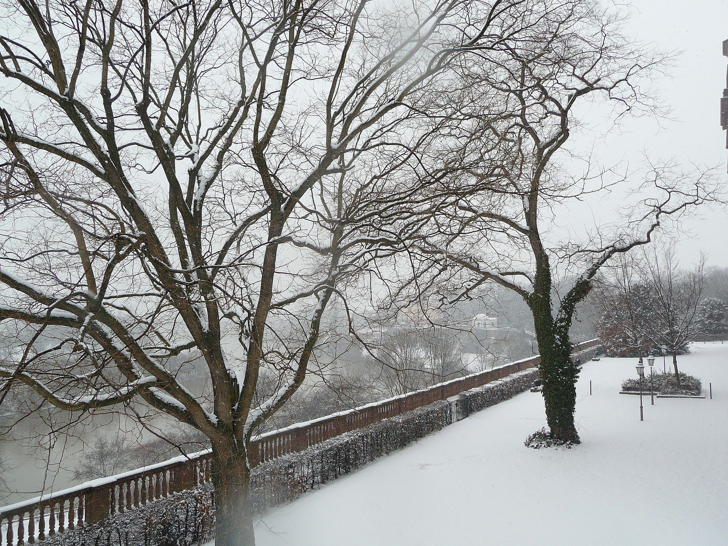 2 Winterbäume auf Schlossterasse 