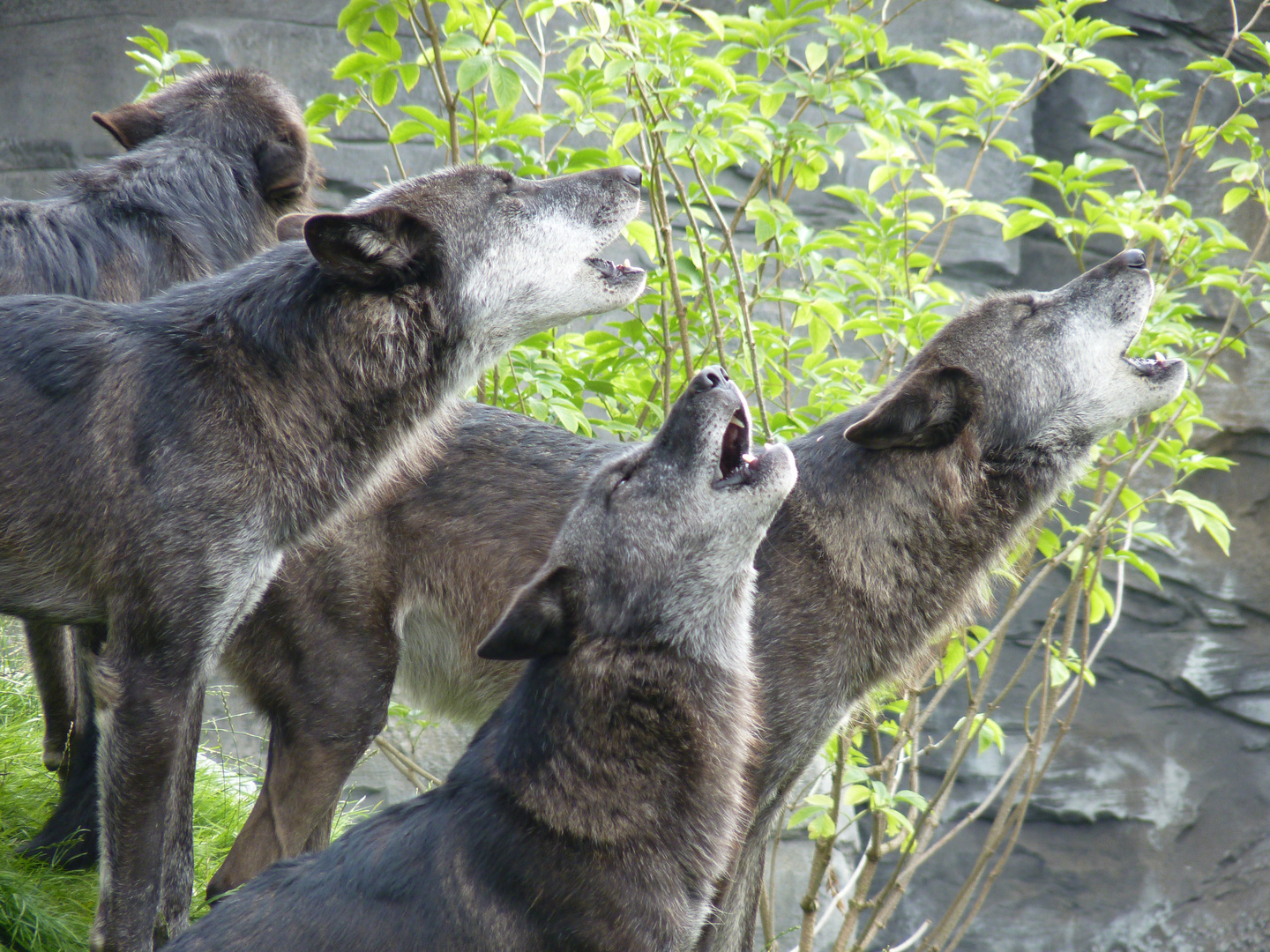 2. Wolfsgeheul - Finale