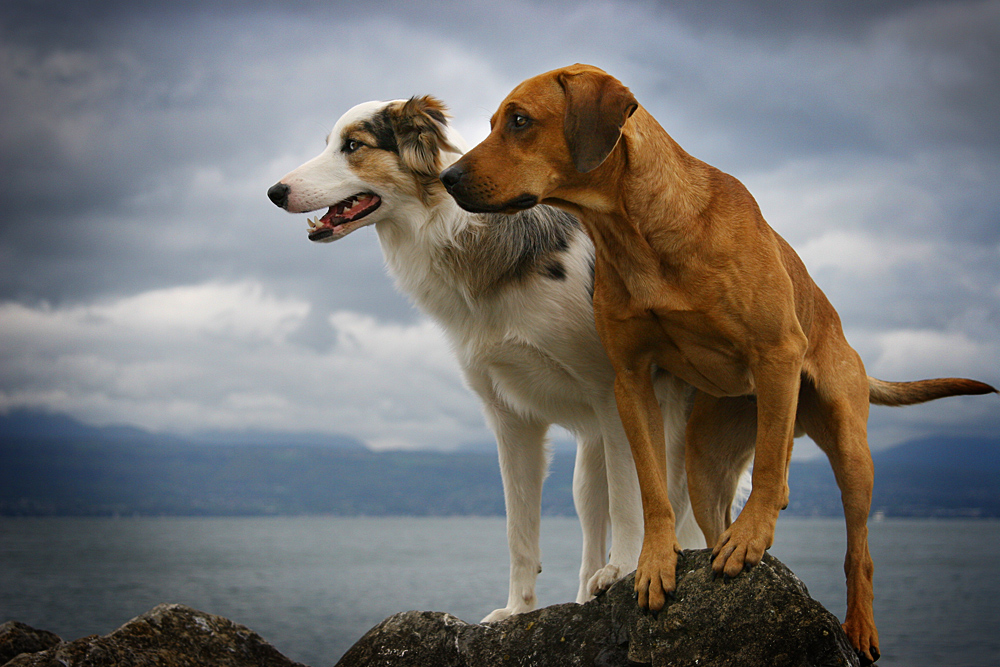 2 x 1 Hundeherz = 2 Freunde fürs Leben