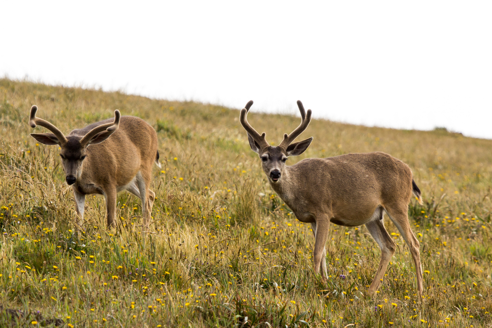 2 x Black-tailed Deer