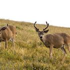 2 x Black-tailed Deer