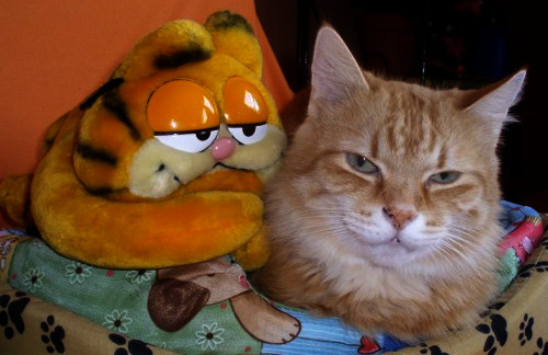 .....2 x Garfield