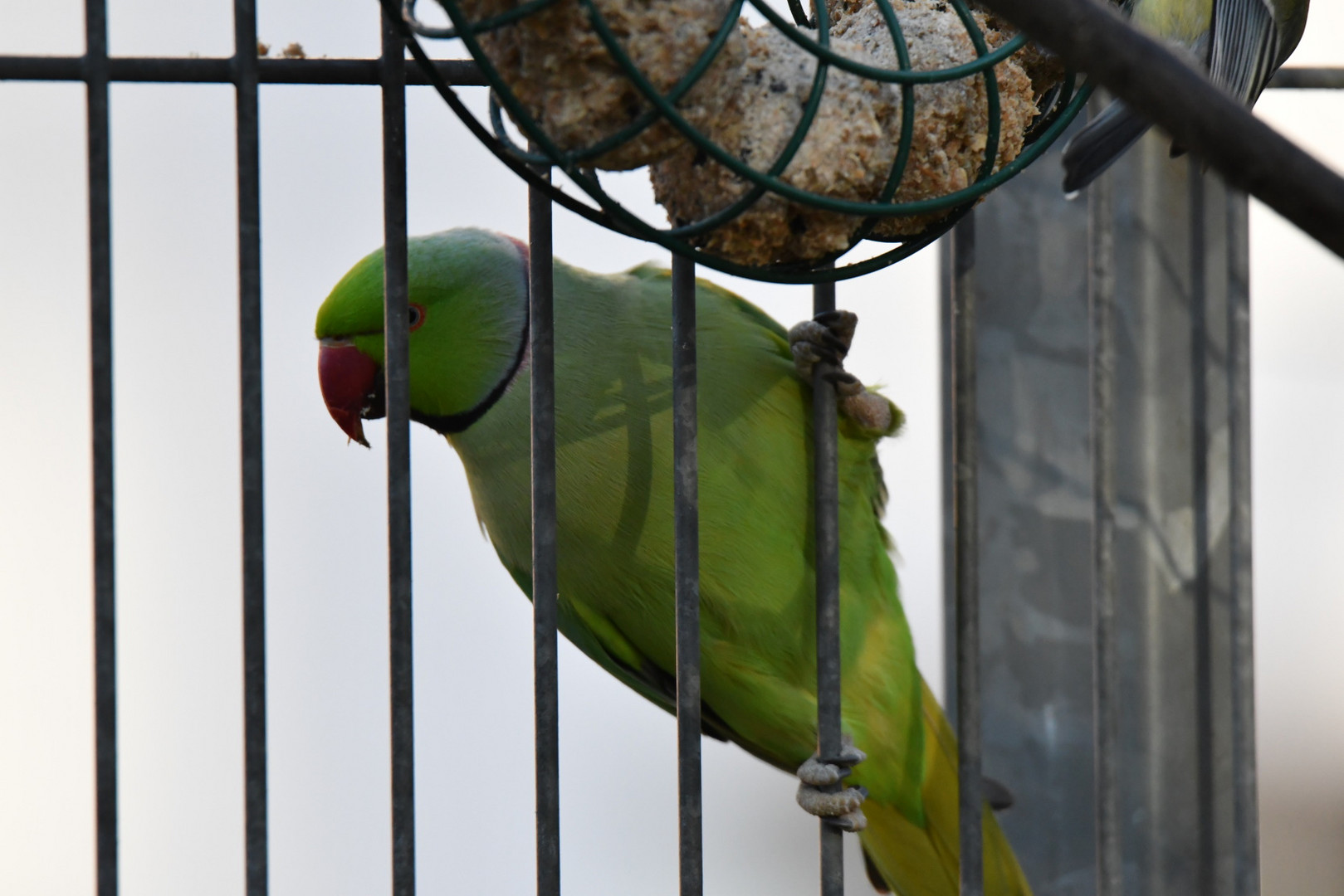 2 x hinter Gittern