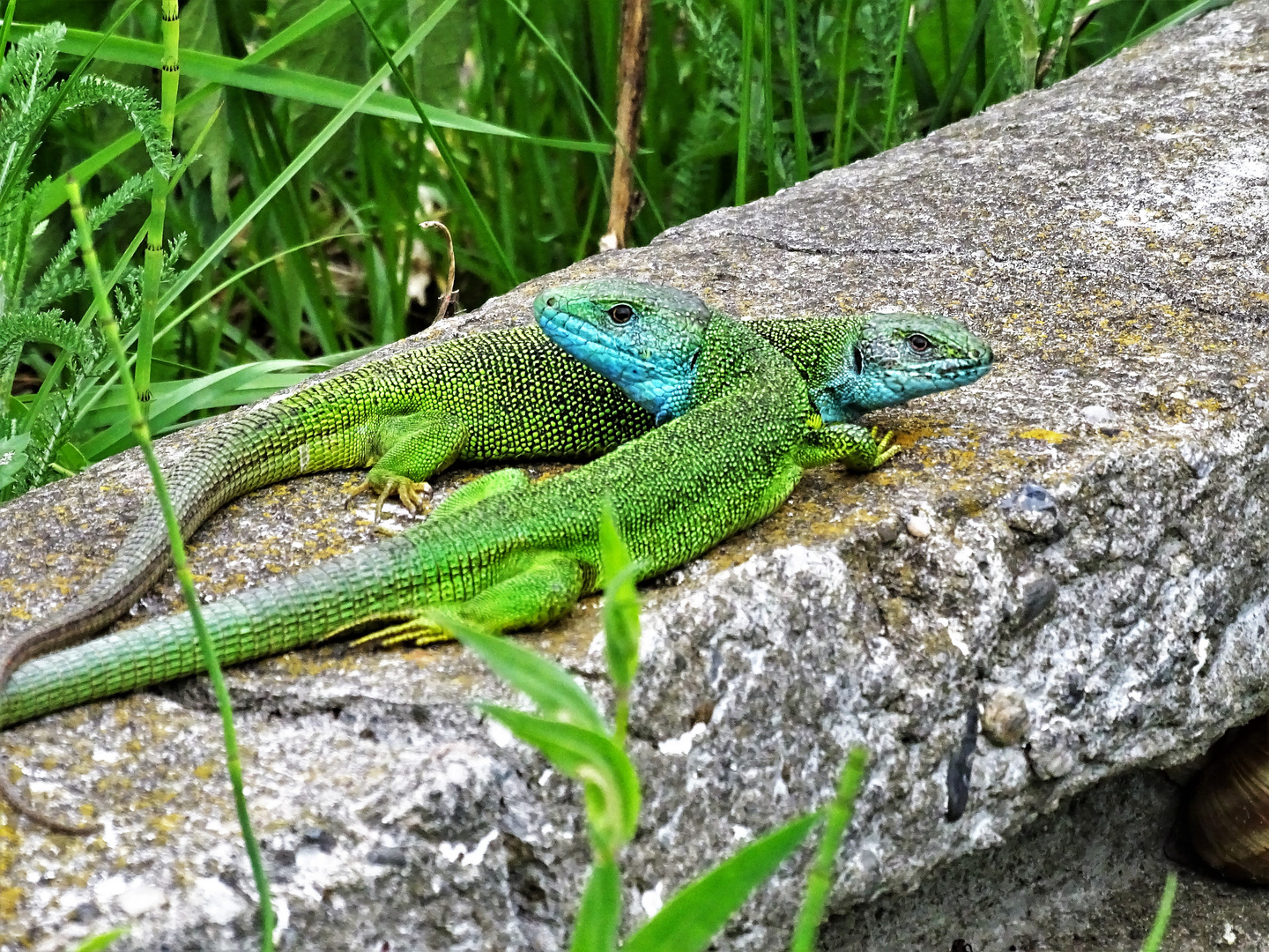 2 X Männchen Weibchen je 1X