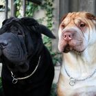 2 x Shar Pei