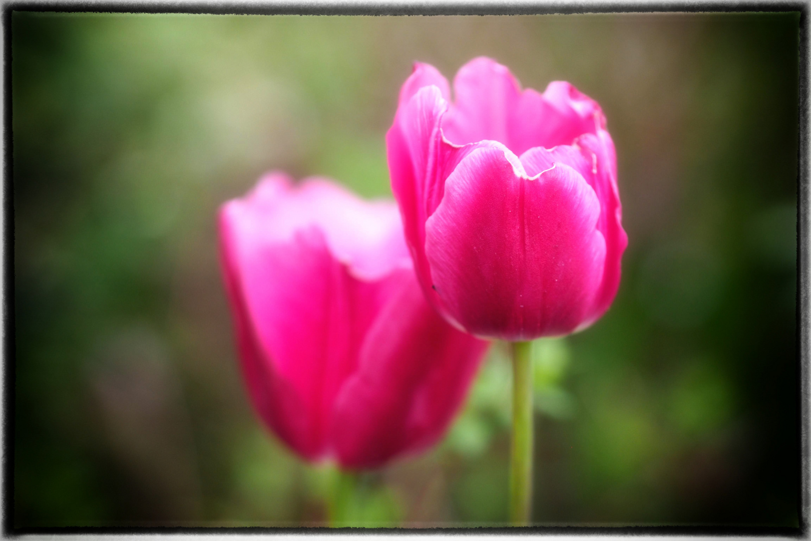 2 Zarte Tulpen