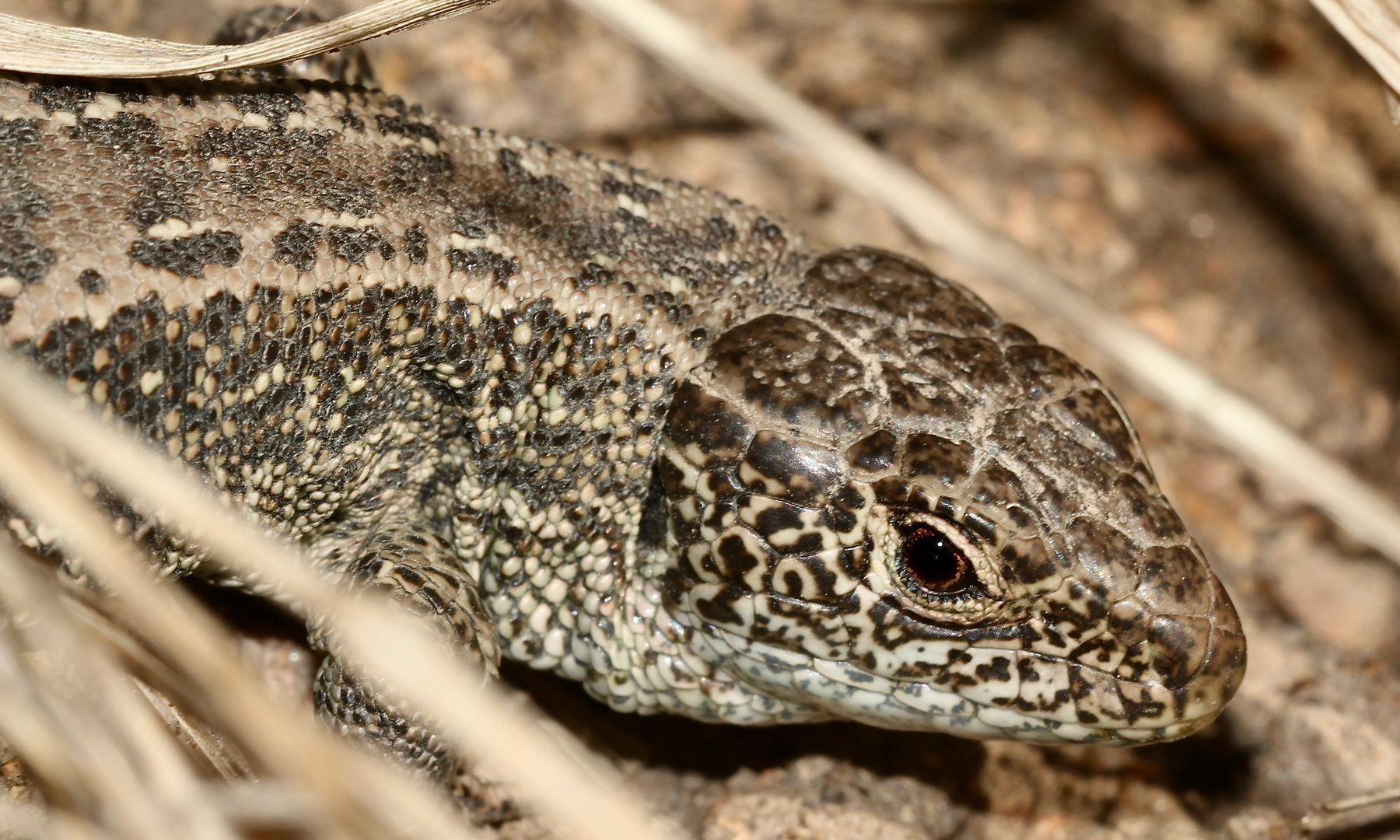 (2) ZAUNEIDECHSEN - meine Namenstagstierchen. LACERTA AGILIS