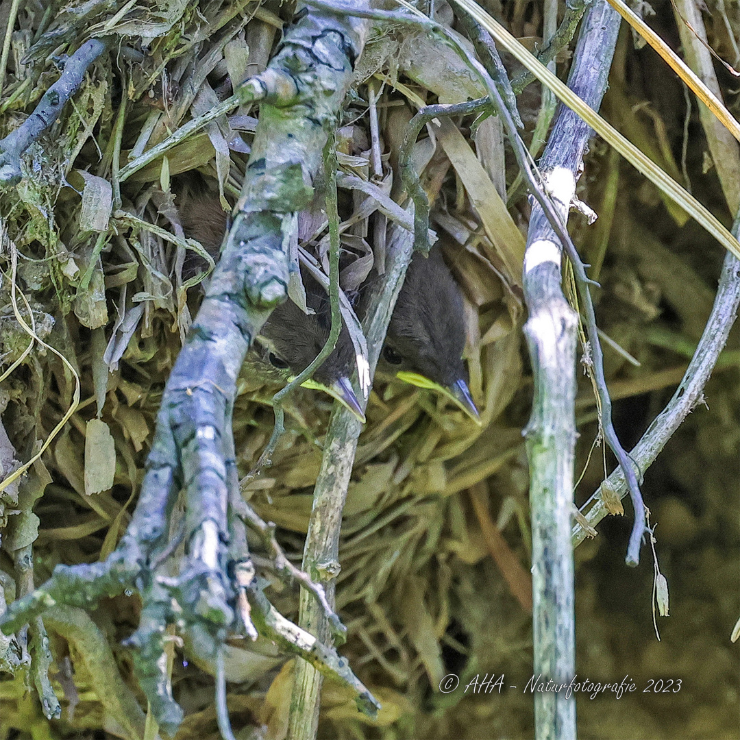 2 Zaunkönigskinder im Nest