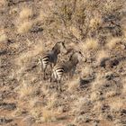 2 Zebras auf Gelände der Palmwag Lodge