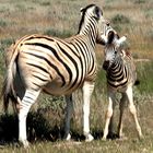 2 Zebras - Mutter und Kind