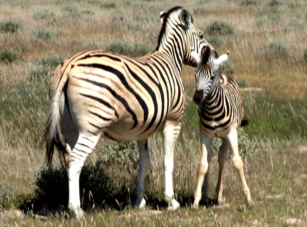 2 Zebras - Mutter und Kind