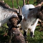 2 Zieglein auf der Weide