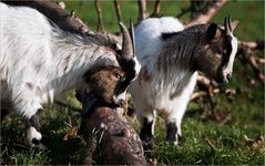 2 Zieglein auf der Weide