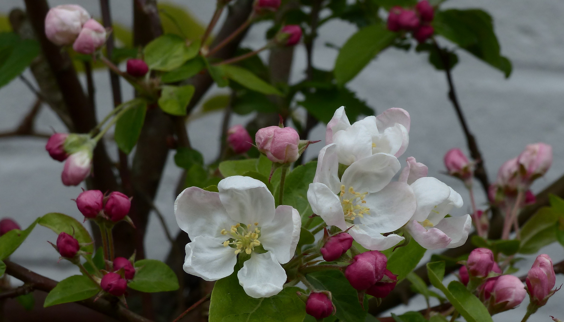 (2) Zierapfel 'Red Sentinel'...