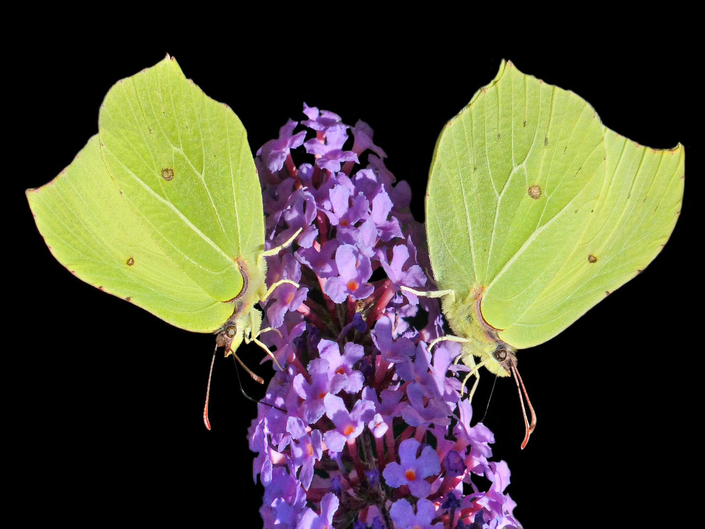 2 Zitronenfalter auf einer Blüte