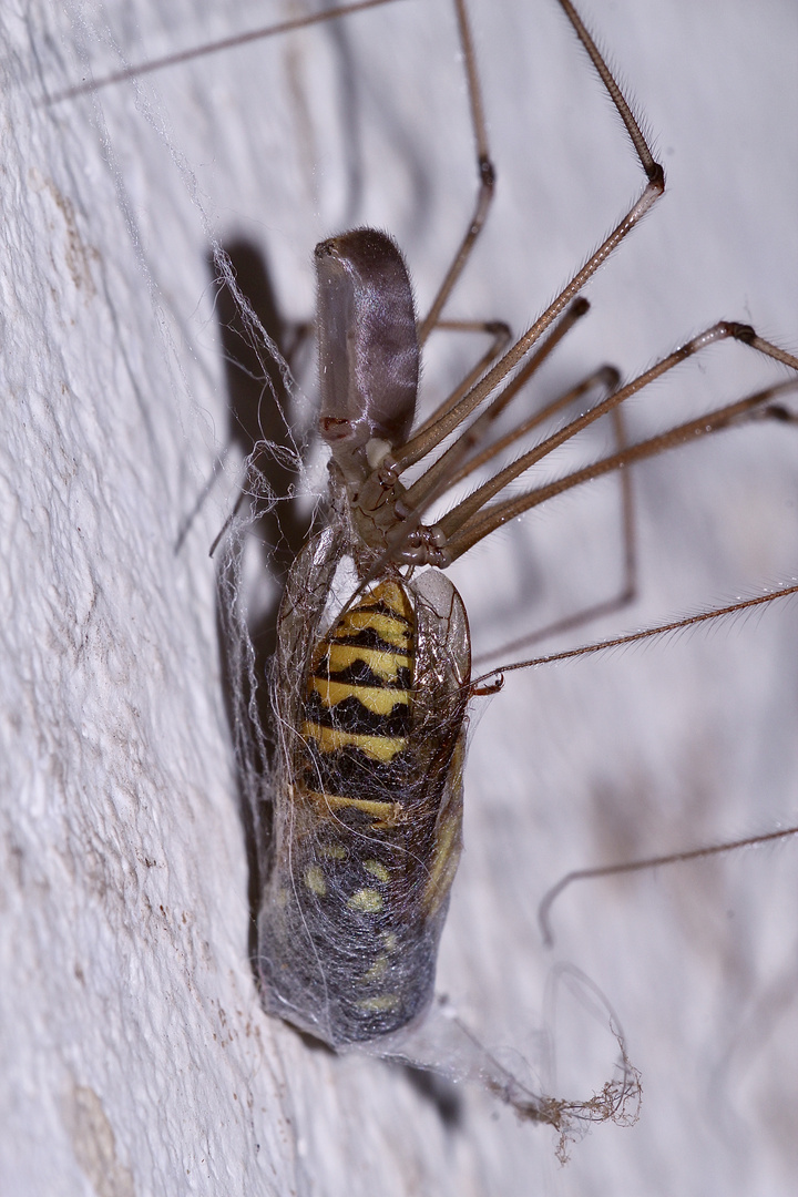 (2) Zitterspinne (Pholcus phalangioides) mit Wespe als Beute