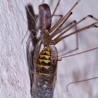 (2) Zitterspinne (Pholcus phalangioides) mit Wespe als Beute