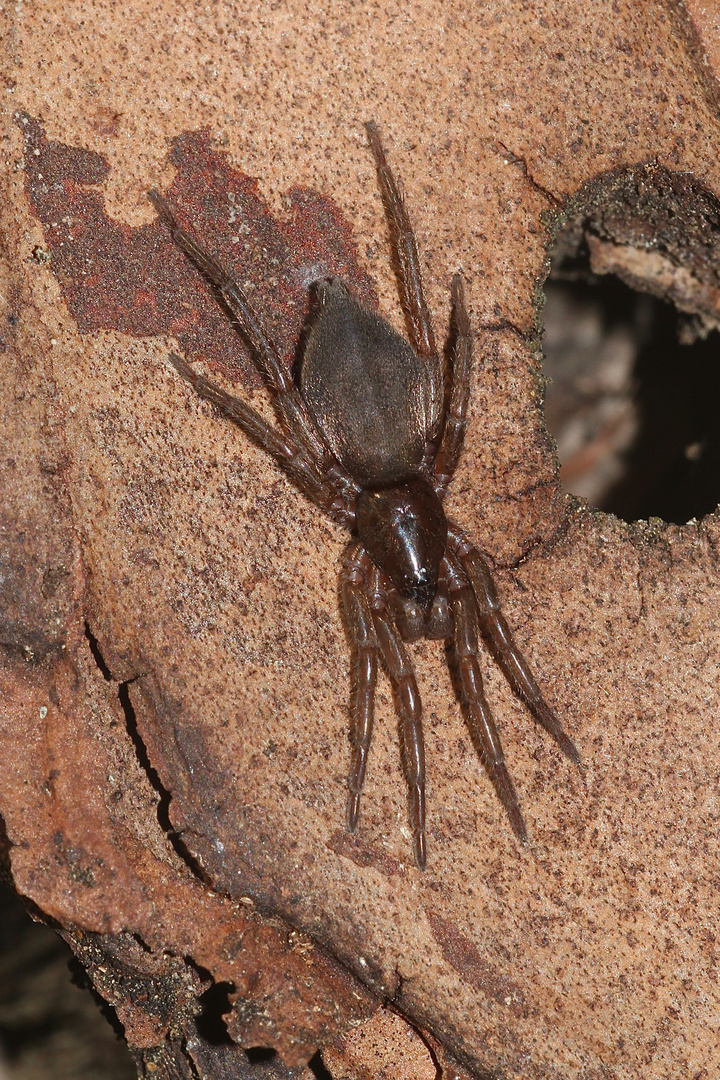 (2) Zur Familie der Glattbauch- = Plattbauchspinnen (Gnaphosidae)  ...