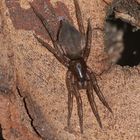 (2) Zur Familie der Glattbauch- = Plattbauchspinnen (Gnaphosidae)  ...