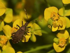 (2) Zur Familie der Wolfsmilchwanzen (Stenocephalidae) ...