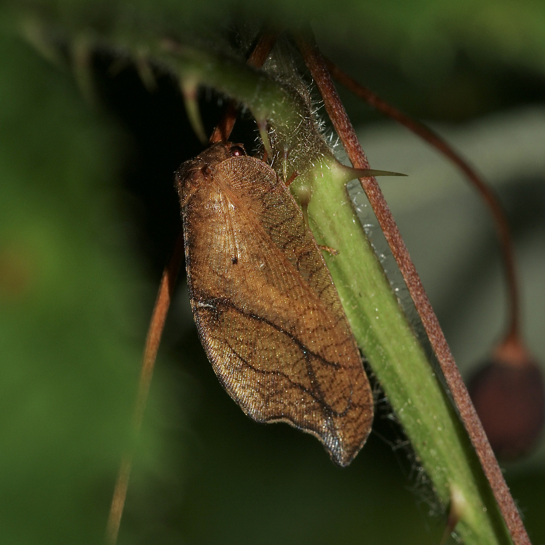 (2) Zur Ordnung der Netzflügler = Neuroptera (wie z.B. Florfliegen oder Ameisenlöwen) ...