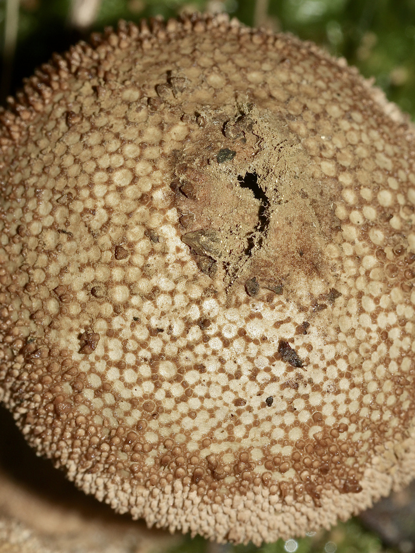 (2) Zwei ältere Flaschenstäublinge (Lycoperdon perlatum)