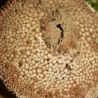 (2) Zwei ältere Flaschenstäublinge (Lycoperdon perlatum)