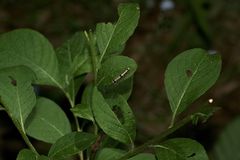 (2) Zwei Nachträge zum Nadelwald-Flechtenbärchen (Eilema depressa)