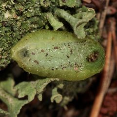 (2) Zwei Raupen des Großen Schneckenspinners (Apoda limacodes) vom 4.10.2017