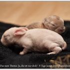 2 Zwergbabies, 8 Tage