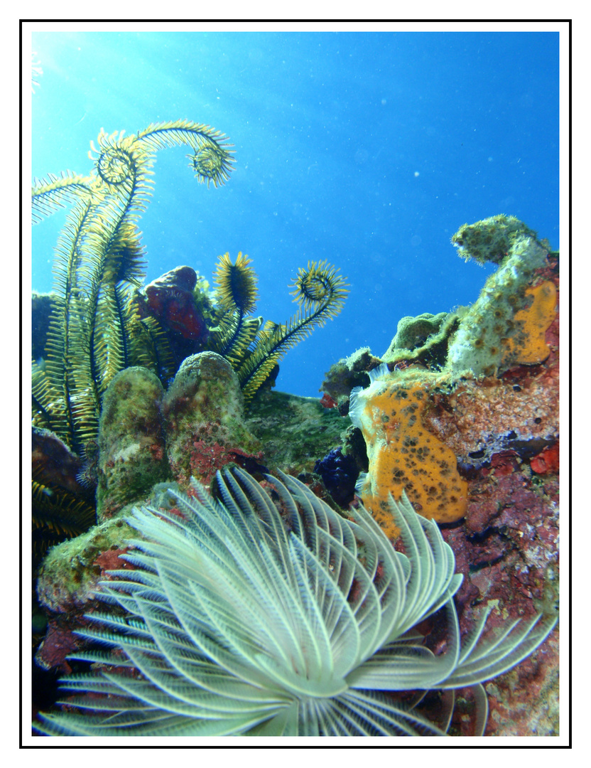 20 000 fleurs sous les mers...