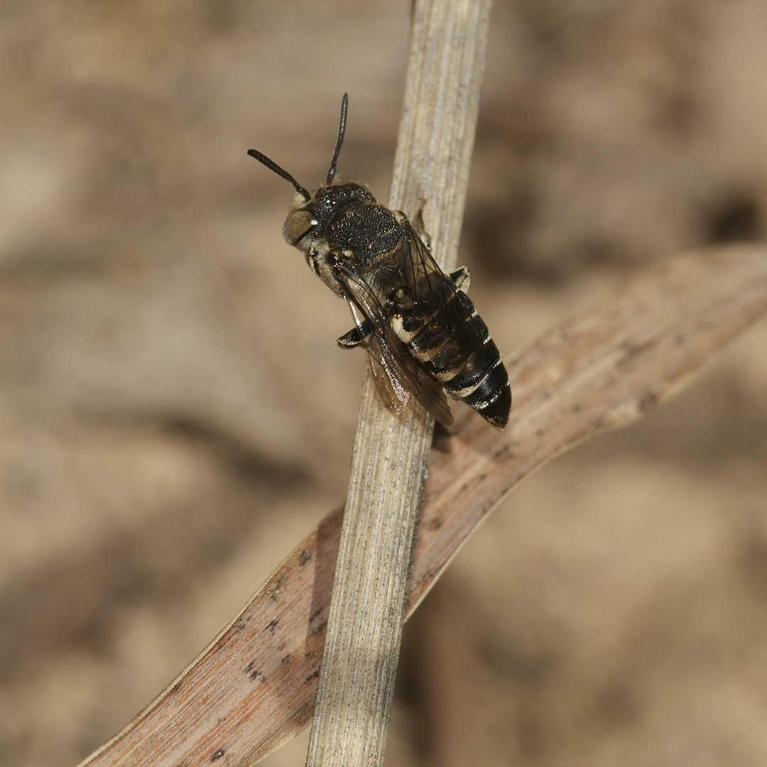(20 Alte Bekannte: Megachile pilidens und Coelioxys afra