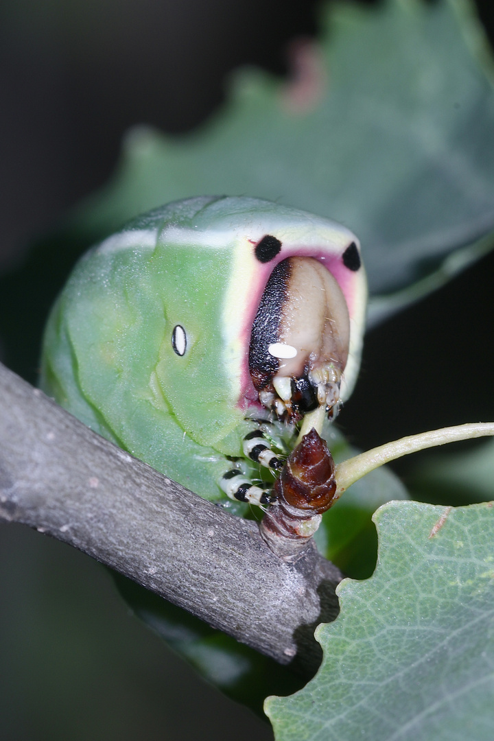 (20) Die Raupe des Großen Gabelschwanzes (Cerura vinula)