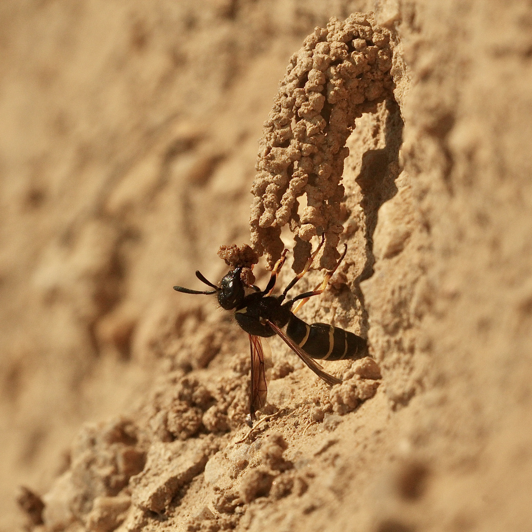 (20) Die seltene SCHORNSTEINWESPE ODYNERUS SPINIPES