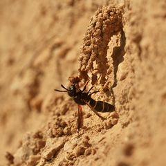 (20) Die seltene SCHORNSTEINWESPE ODYNERUS SPINIPES