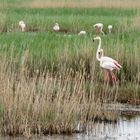 20 Groupe de flamants roses dans les roseaux