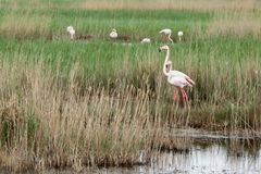 20 Groupe de flamants roses dans les roseaux