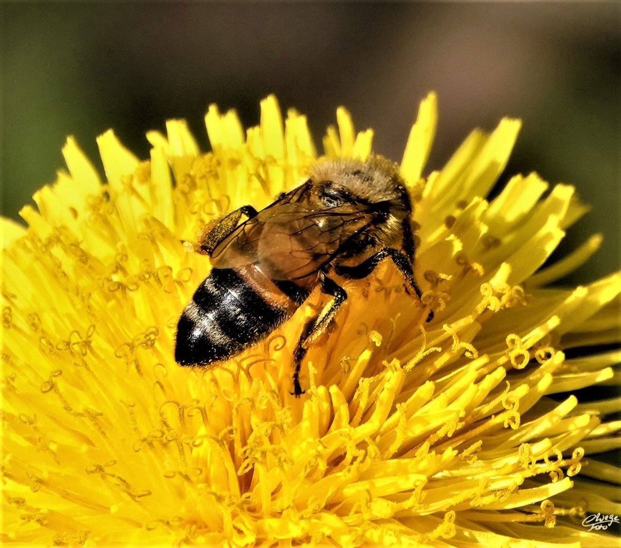 20. Mai "Weltbienentag"