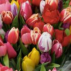 20 Tulpen