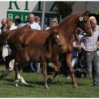 20. Westfälischer Züchterfrühschoppen Lienen 1