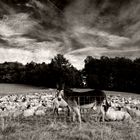 200 Schafe und 1 Esel (2)