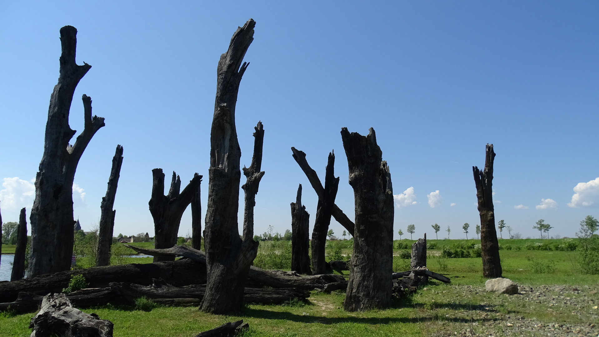 2000 Jahre alte Baumsenioren