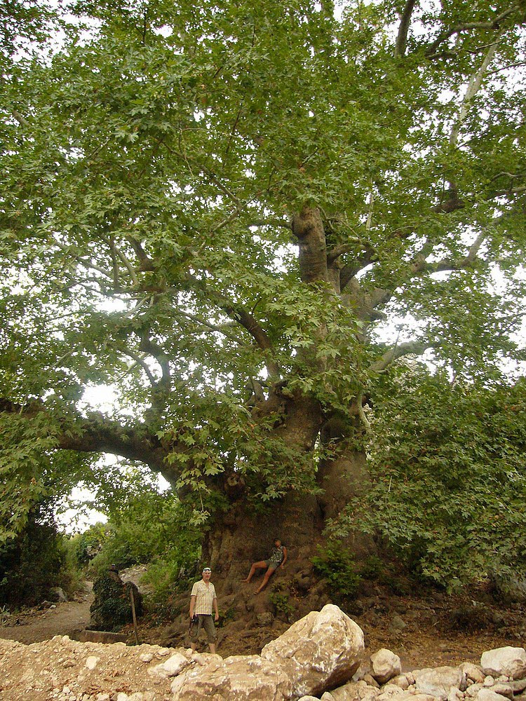 2.000 Jahre alter Baum