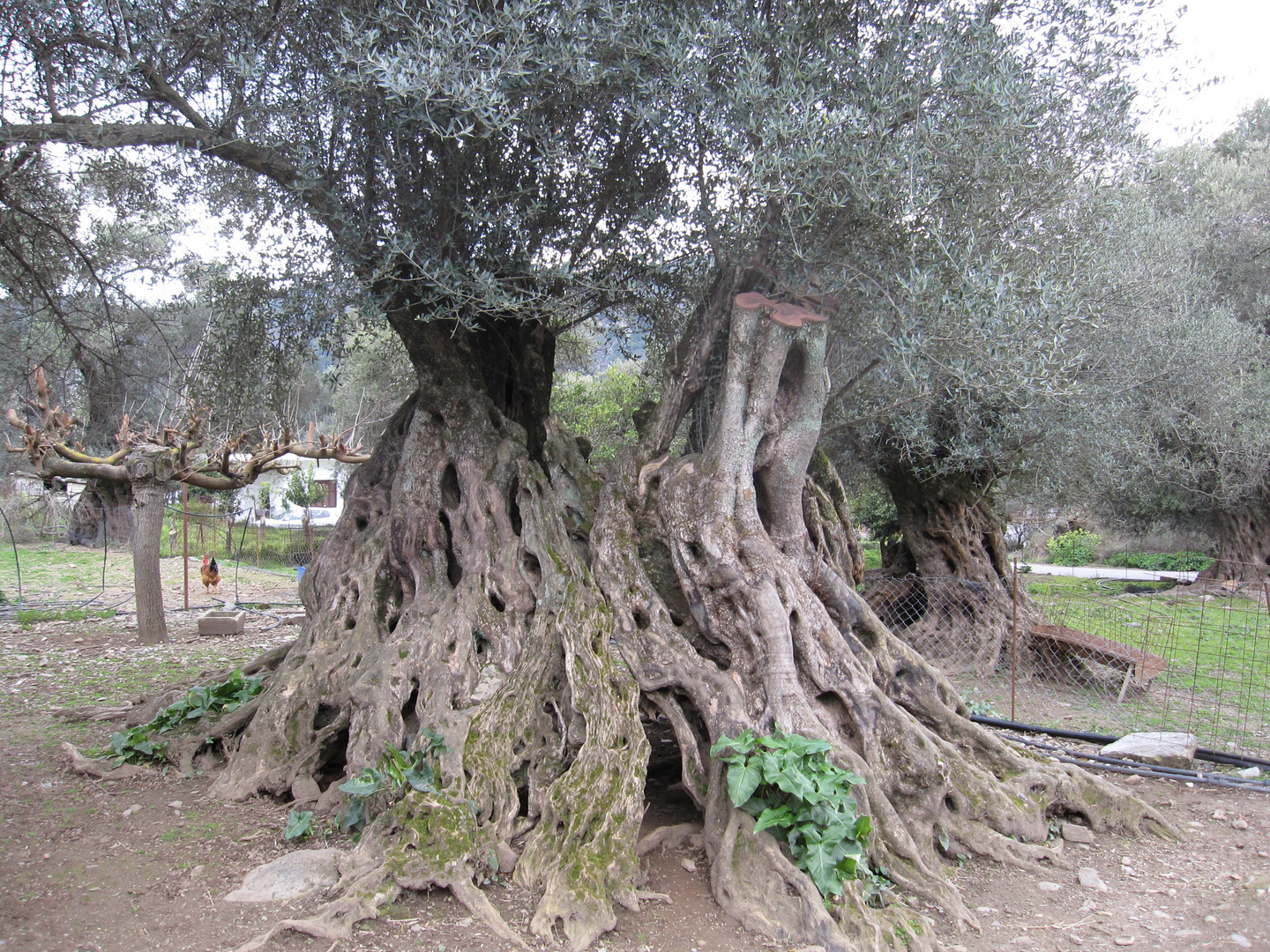 2000 Jahre alter Olivenbaum auf Kreta