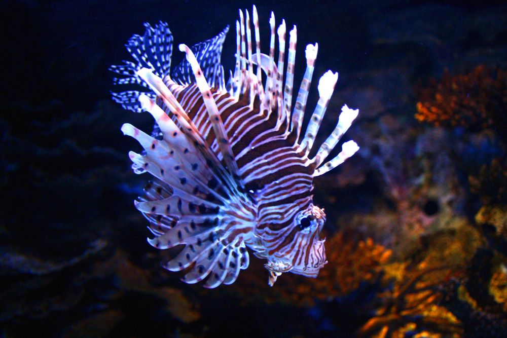 20000 Meilen unter dem Meer V Foto & Bild tiere, natur Bilder auf 20000 Meilen unter dem Meer V Foto & Bild tiere, natur Bilder auf