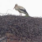 2000_GOL1907Weißstorch  Bertsdorf